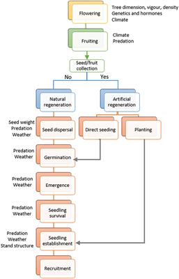 Influence management and disturbances on the regeneration of forest stands